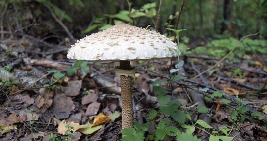 грибы-зонтики - описание
