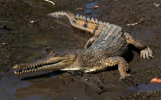 Австралийский узкорылый крокодил
