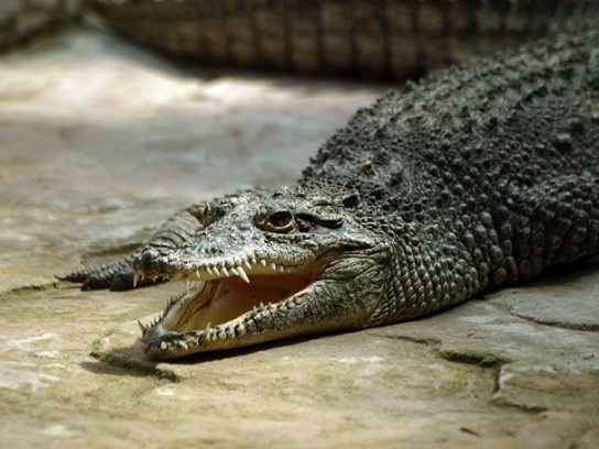 фото кубинского крокодила