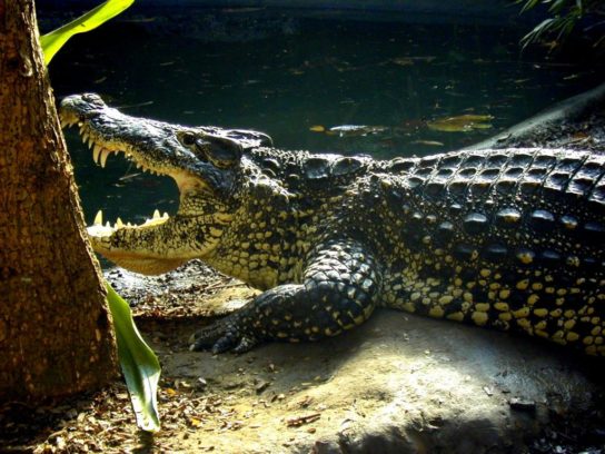 чем питается кубинский крокодил