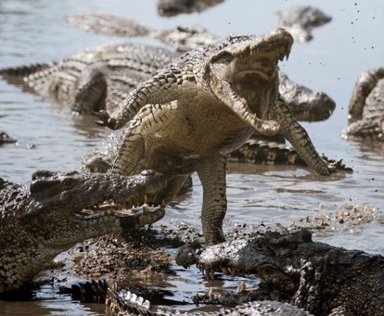 Размножение кубинского крокодила