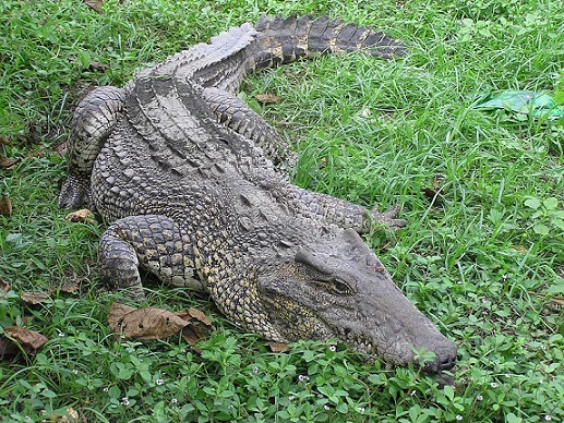Кубинский крокодил