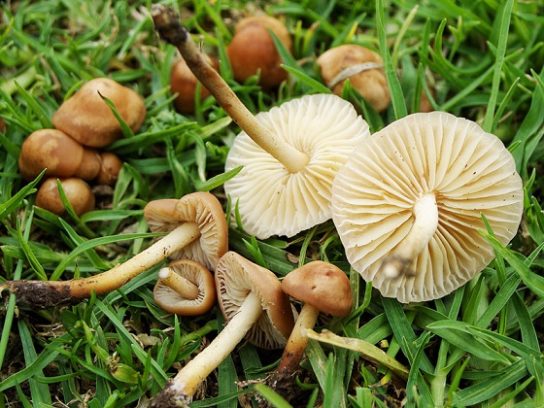 Грибы на лугу: ищем луговые грибочки