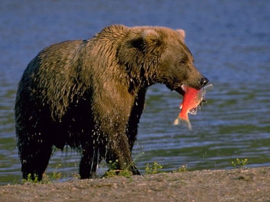 Питание бурого медведя