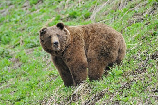 Краткое сообщение о буром кавказском медведе