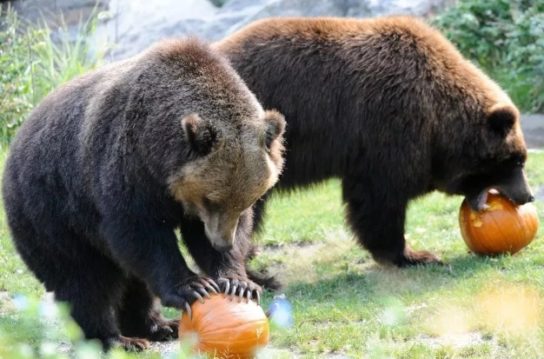 Рацион питания бурого медведя