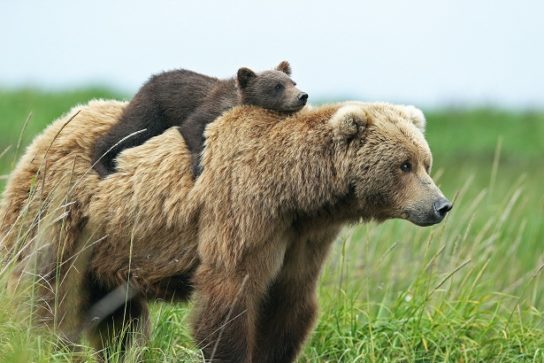 Размножение бурых медведей