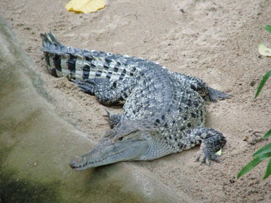 Новогвинейский крокодил