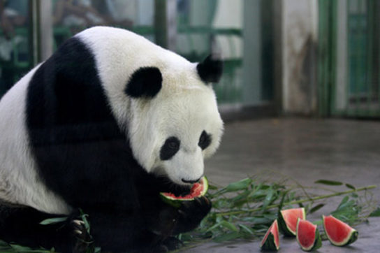 панда кушает арбуз