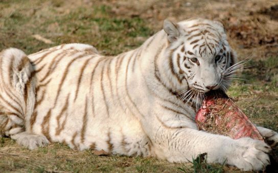 что ест бенгальский тигр