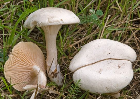 Какие грибы собирать в горах