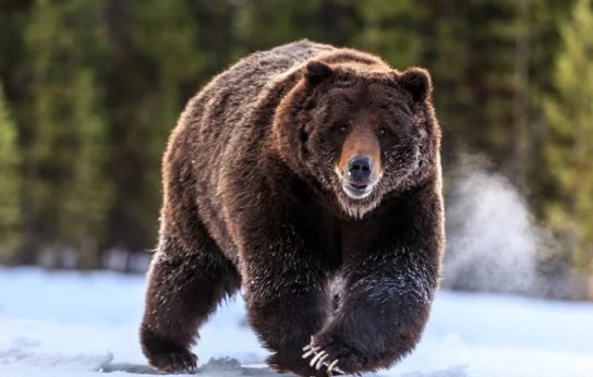 Как выглядит восточносибирский медведь