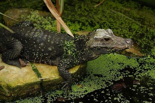 тупорылый крокодил
