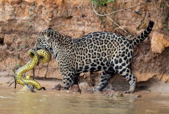 Ягуар охотится на змей
