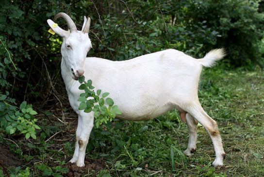 питание зааненских коз