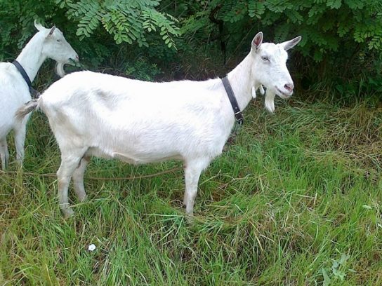 фото зааненской козы