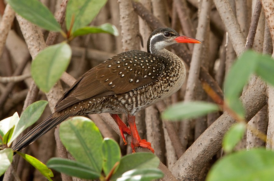 Heliornis Fulica