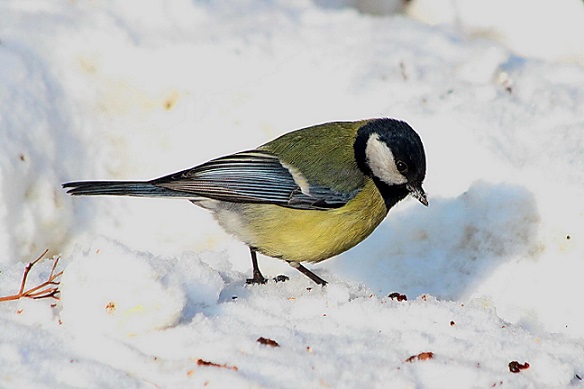 Какие птицы обитают в липецкой области фото и названия
