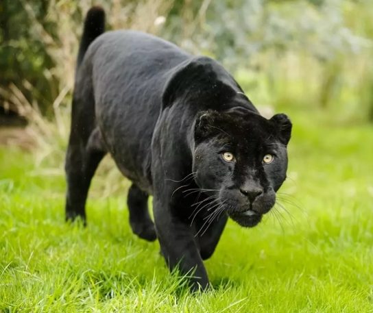 черная пантера - фотография