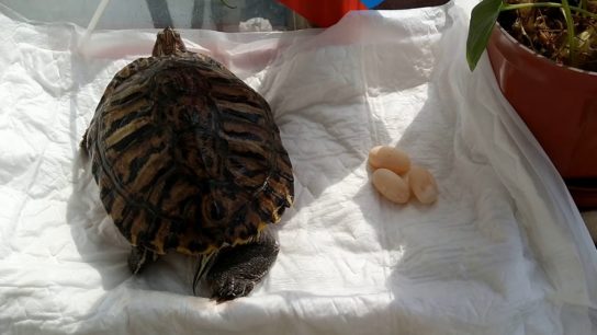 размножение красноухой черепахи