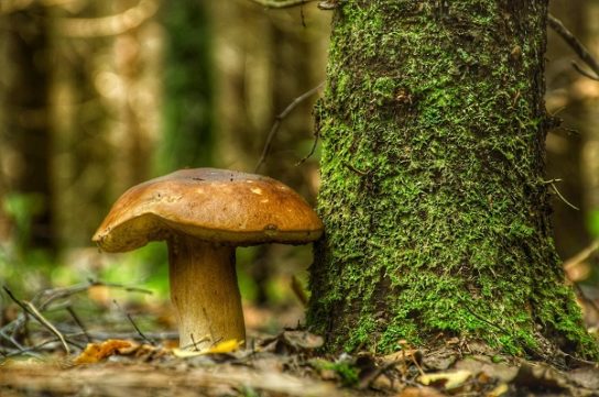 полезные свойства полубелых грибов