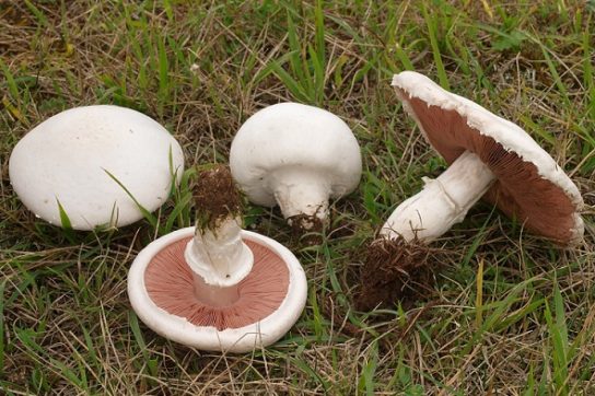 Фото грибов шампиньонов