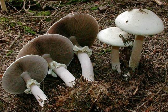 Ядовитые ли грибы шампиньоны