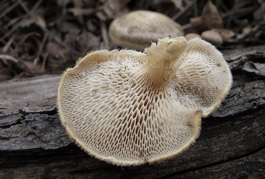 Краткое содержание о грибе полипорусе ямчатым
