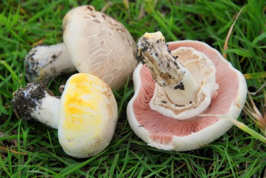 Как вырастить грибы шампиньоны