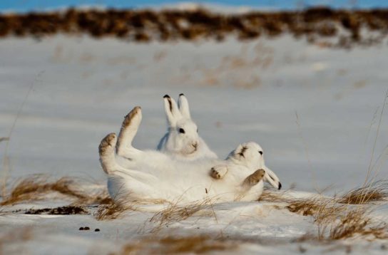 Размножение полярного зайца