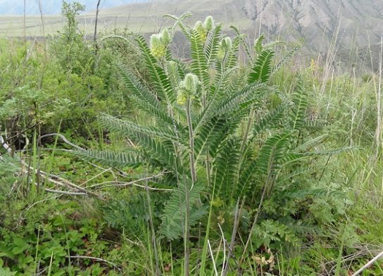 Растения новосибирской области подлежащие охране