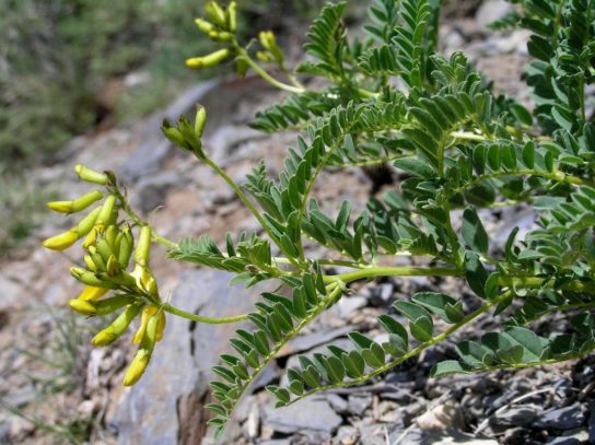 Растения новосибирской области подлежащие охране