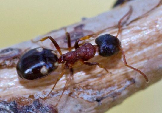 фото муравья