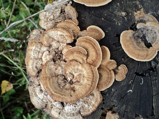 Описание грибов растущих на деревьях