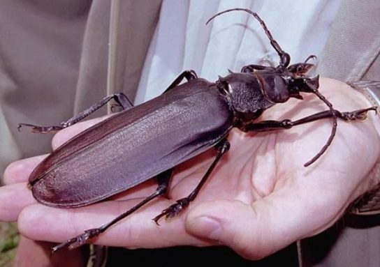 размеры жука-дровосека