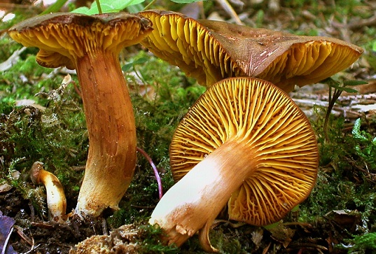 Болетовые грибы | Семейство грибов болет - фото и названия