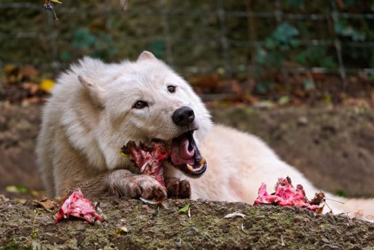 питание полярного волка