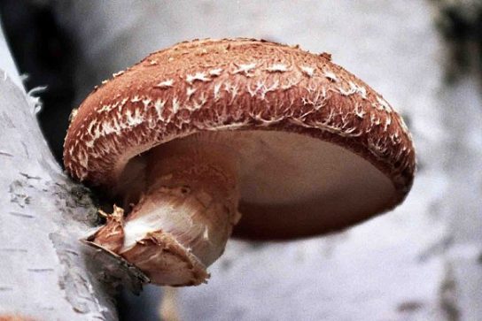 внешний вид гриба шиитаке