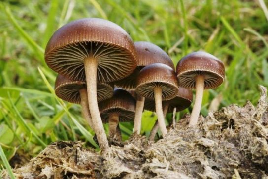 Схожие виды псилоцибиновых грибов
