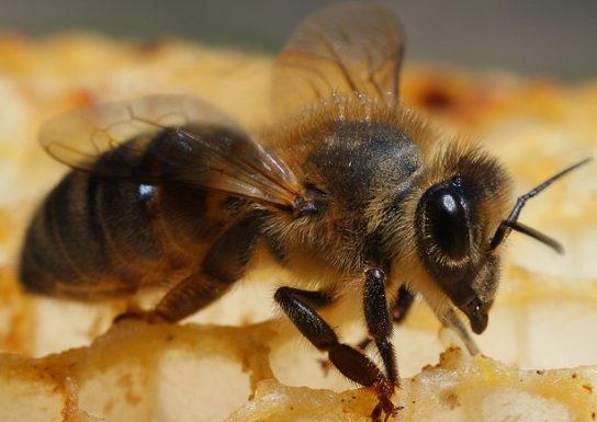 Башкирская пчела - фотография