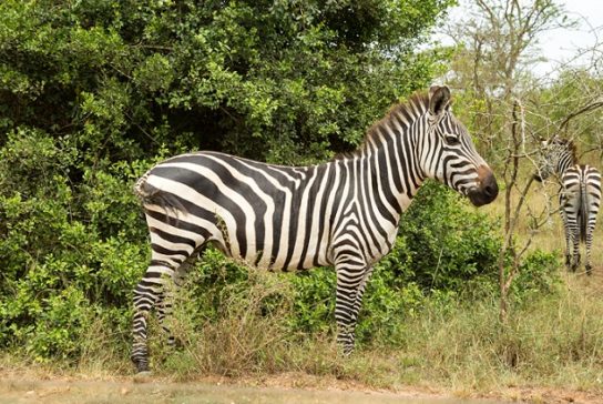 Бурчеллова зебра