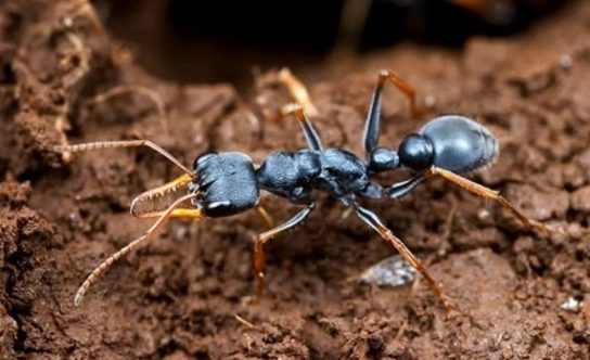 Как выглядит муравей