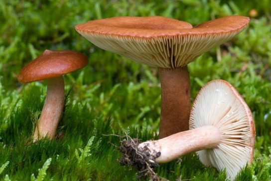 гриб горькушка - описание