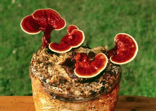 состав гриба рейши