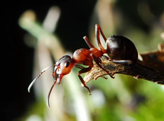 Малый лесной муравей