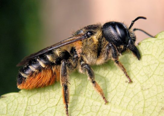 Пчела-листорез - фотография