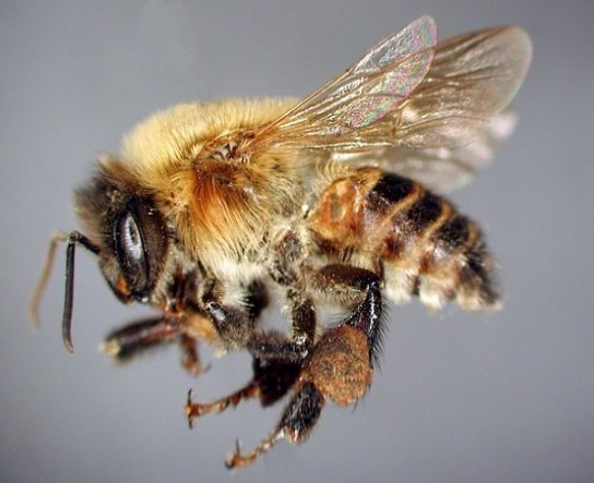 Фото пчелы