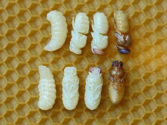 Развитие матки пчелы