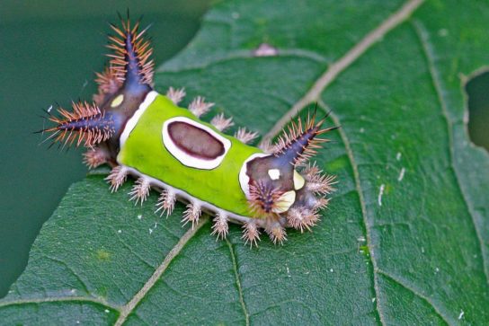 Седлистая гусеница - фотография