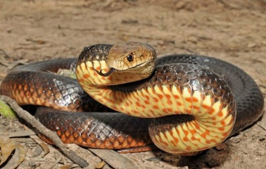Изображение сетчатой коричневой змеи